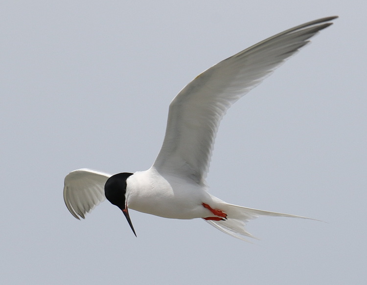 Roseate Tern exhibiting kleptoparasitic behaviour